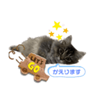 わが家の猫さまスタンプ（個別スタンプ：3）
