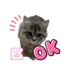 わが家の猫さまスタンプ（個別スタンプ：4）
