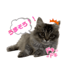 わが家の猫さまスタンプ（個別スタンプ：5）