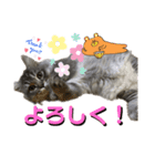 わが家の猫さまスタンプ（個別スタンプ：8）