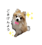 毛むくじゃら達3♥（個別スタンプ：1）