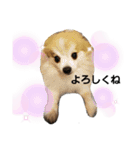 毛むくじゃら達3♥（個別スタンプ：5）