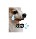 毛むくじゃら達3♥（個別スタンプ：11）