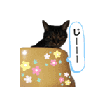 毛むくじゃら達3♥（個別スタンプ：12）