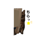 毛むくじゃら達3♥（個別スタンプ：13）