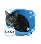 毛むくじゃら達3♥（個別スタンプ：14）