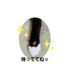 毛むくじゃら達3♥（個別スタンプ：24）