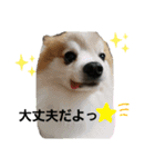 毛むくじゃら達3♥（個別スタンプ：27）