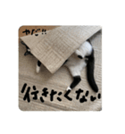 毛玉ちゃんみるきー（個別スタンプ：5）