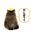 ムタオのスタンプ（個別スタンプ：4）