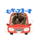ムタオのスタンプ（個別スタンプ：13）