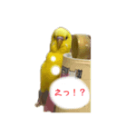 喜久蔵と申します。 2（個別スタンプ：1）