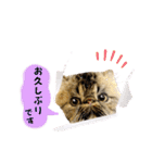 Blooming cats*（個別スタンプ：2）