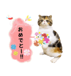 Blooming cats*（個別スタンプ：4）