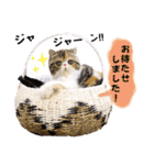 Blooming cats*（個別スタンプ：6）