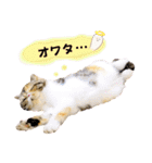 Blooming cats*（個別スタンプ：7）