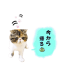 Blooming cats*（個別スタンプ：9）