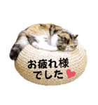 Blooming cats*（個別スタンプ：32）