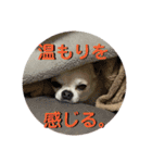 ちわ丸  スタンプ その3（個別スタンプ：2）