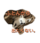 ちわ丸  スタンプ その3（個別スタンプ：3）