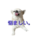ちわ丸  スタンプ その3（個別スタンプ：4）