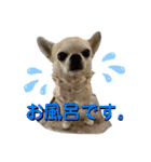 ちわ丸  スタンプ その3（個別スタンプ：23）