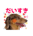 ダックスタンプ✩其の二（個別スタンプ：3）