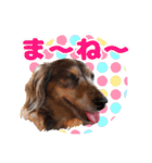 ダックスタンプ✩其の二（個別スタンプ：5）