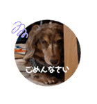 ダックスタンプ✩其の二（個別スタンプ：11）
