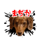ダックスタンプ✩其の二（個別スタンプ：21）