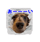 ダックスタンプ✩其の二（個別スタンプ：28）