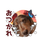 ダックスタンプ✩其の二（個別スタンプ：30）