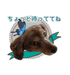 ダックスタンプ✩其の二（個別スタンプ：37）