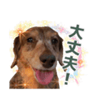 ダックスタンプ✩其の二（個別スタンプ：39）