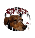 ダックスタンプ✩其の二（個別スタンプ：40）