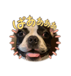 だだのぷりぷりライフ！（個別スタンプ：3）