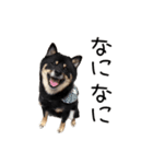 愉快な豆柴たち1（個別スタンプ：2）