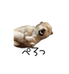 愉快な豆柴たち1（個別スタンプ：6）