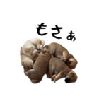 愉快な豆柴たち1（個別スタンプ：7）