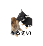 愉快な豆柴たち1（個別スタンプ：11）