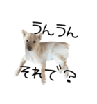 愉快な豆柴たち1（個別スタンプ：12）