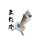 愉快な豆柴たち1（個別スタンプ：14）