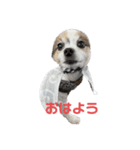 愛犬メロンスタンプ（個別スタンプ：1）