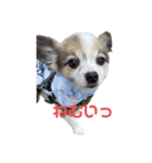愛犬メロンスタンプ（個別スタンプ：2）