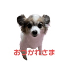 愛犬メロンスタンプ（個別スタンプ：3）