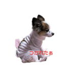 愛犬メロンスタンプ（個別スタンプ：4）