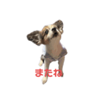 愛犬メロンスタンプ（個別スタンプ：5）