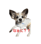 愛犬メロンスタンプ（個別スタンプ：6）