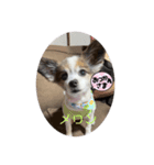 愛犬メロンスタンプ（個別スタンプ：7）