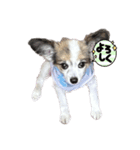 愛犬メロンスタンプ（個別スタンプ：8）